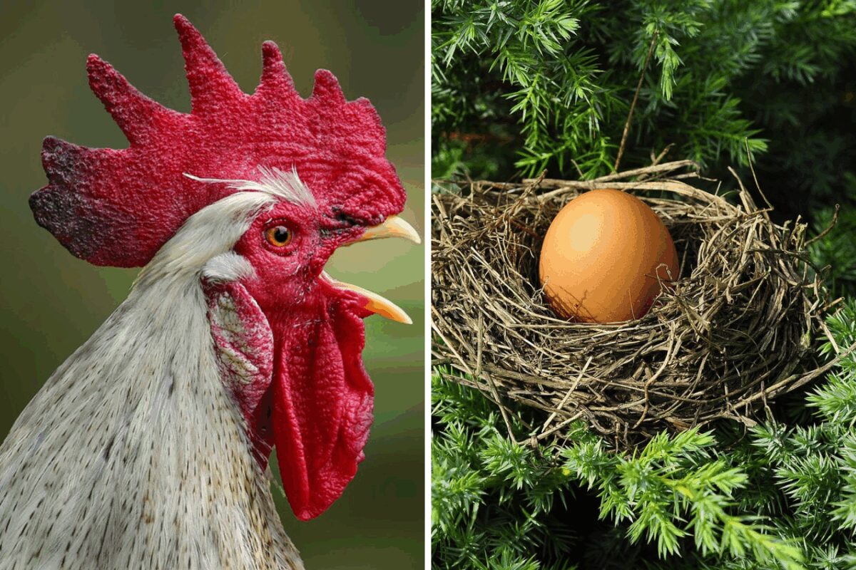 Що таке півняче яйце і чи можна його їсти