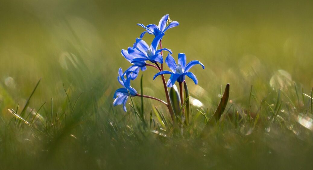 Цибулини із секретиком: ці 5 рослин не варто висаджувати на городі – не вродить нічого 