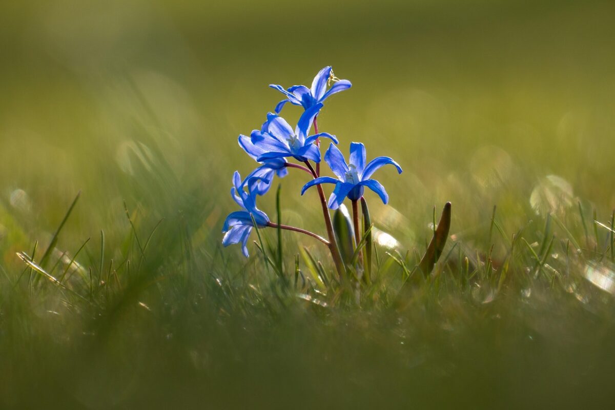 Які квіти не можна саджати на городі