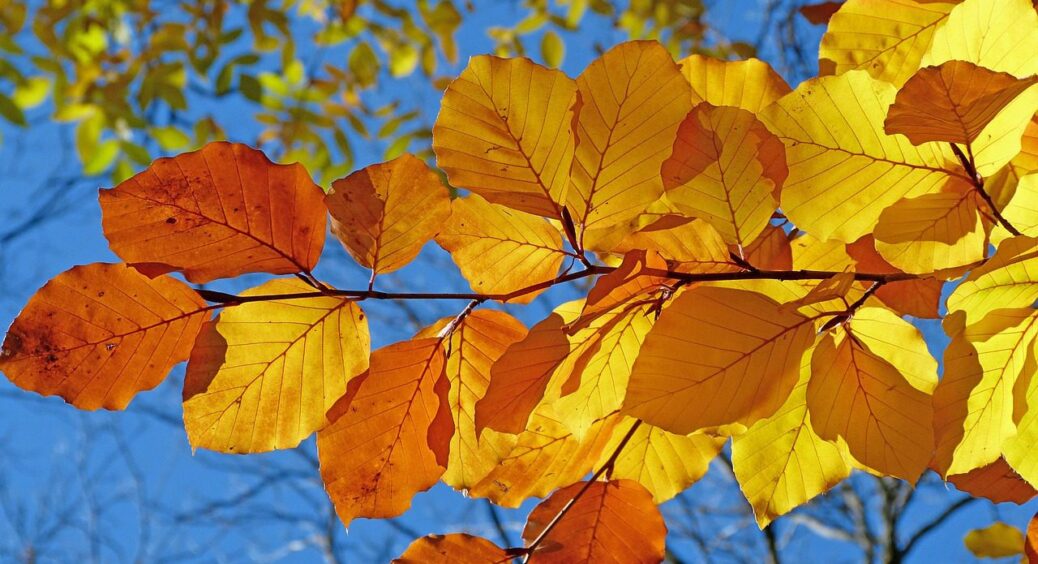 Старий садівник із Черкас радить: до грудня обробіть дерева цим – і 99% шкідників самознищаться 