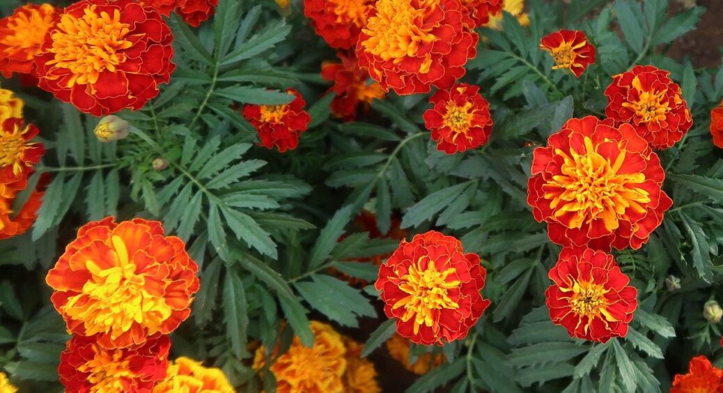 Чорнобривці та ще 2 квітки, які ніколи НЕ МОЖНА дарувати у букетах: вони гарні, але є нюанс 