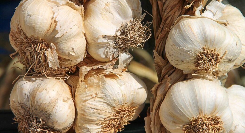 Посадіть ці 3 рослини поруч з часником весною: урожайність всіх разом узятих збільшиться вдвічі 