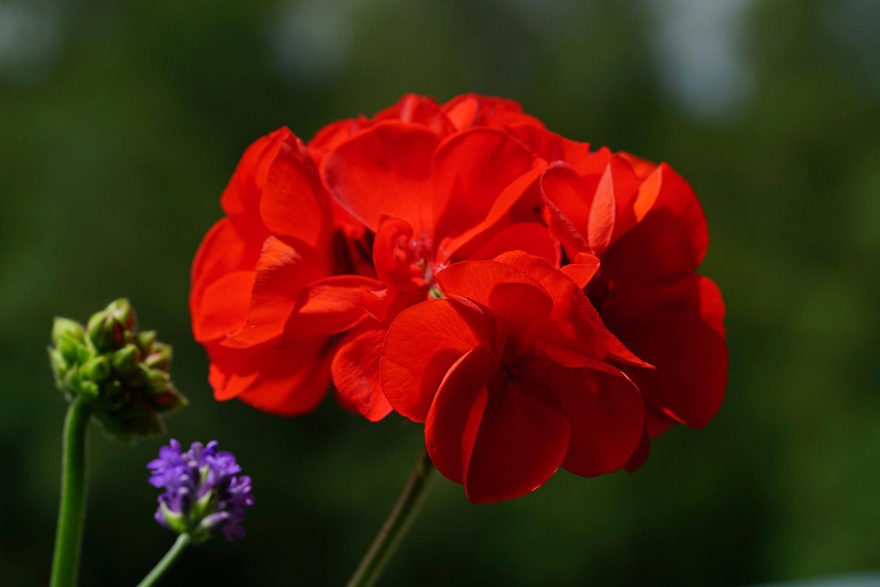 Квітникар розповів, як спровокувати ріст герані взимку