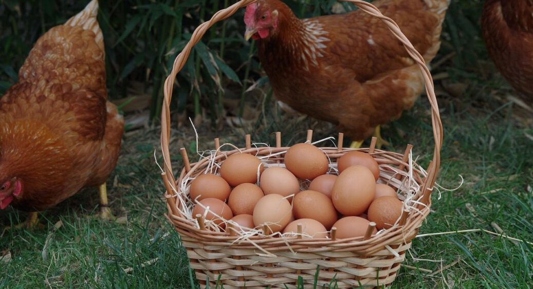 Мої кури несуть яйця лотками, бо годую їх “натуралкою”: меню на зиму без зайвих добавок 
