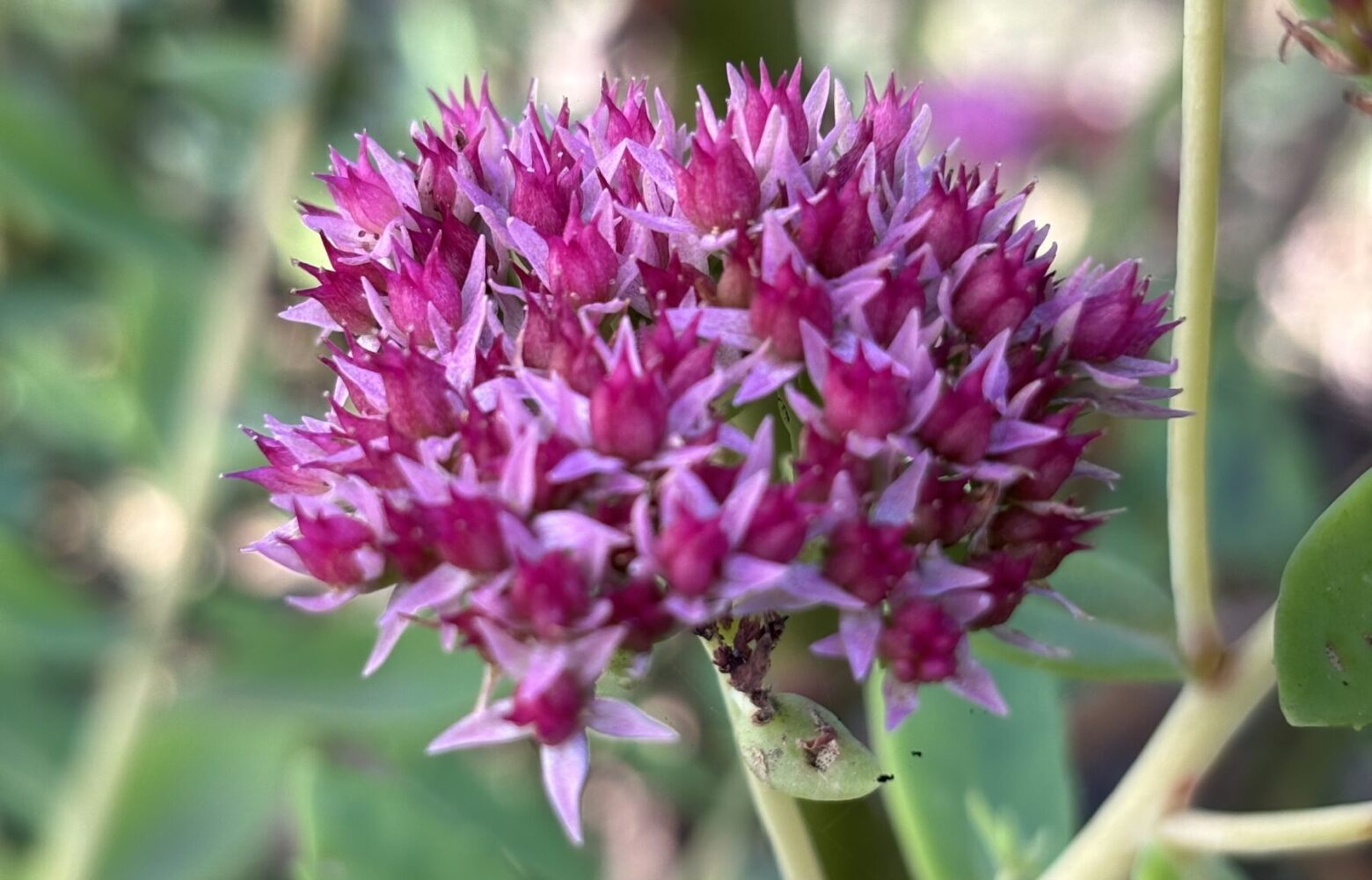 Квітникар розповів, як швидко розмножити очиток 