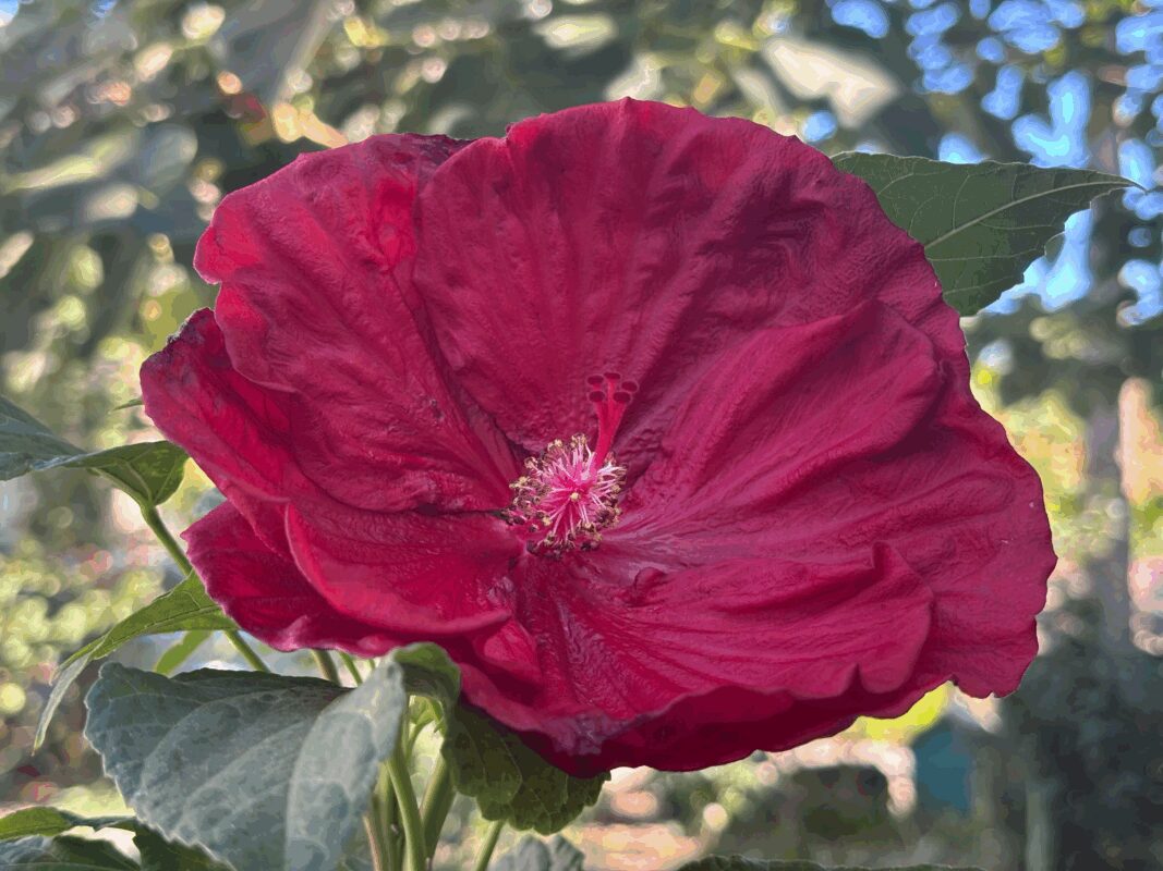 Господиня розповіла, чи потрібно обрізати гібіскус на зиму