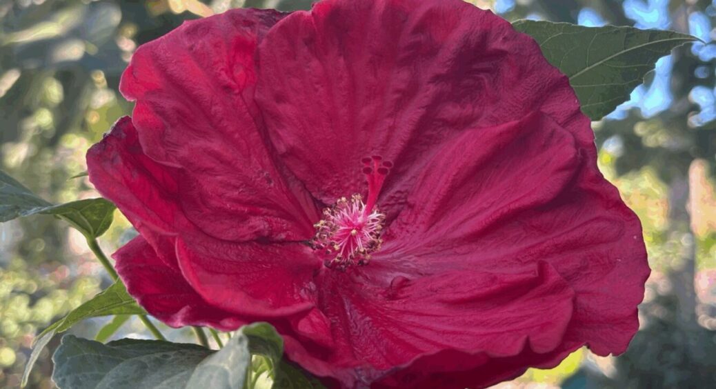 Усі обрізають гібіскус на зиму 2026, а я ні: в цьому мій секрет – кущі маю по 2 метри у висоту 