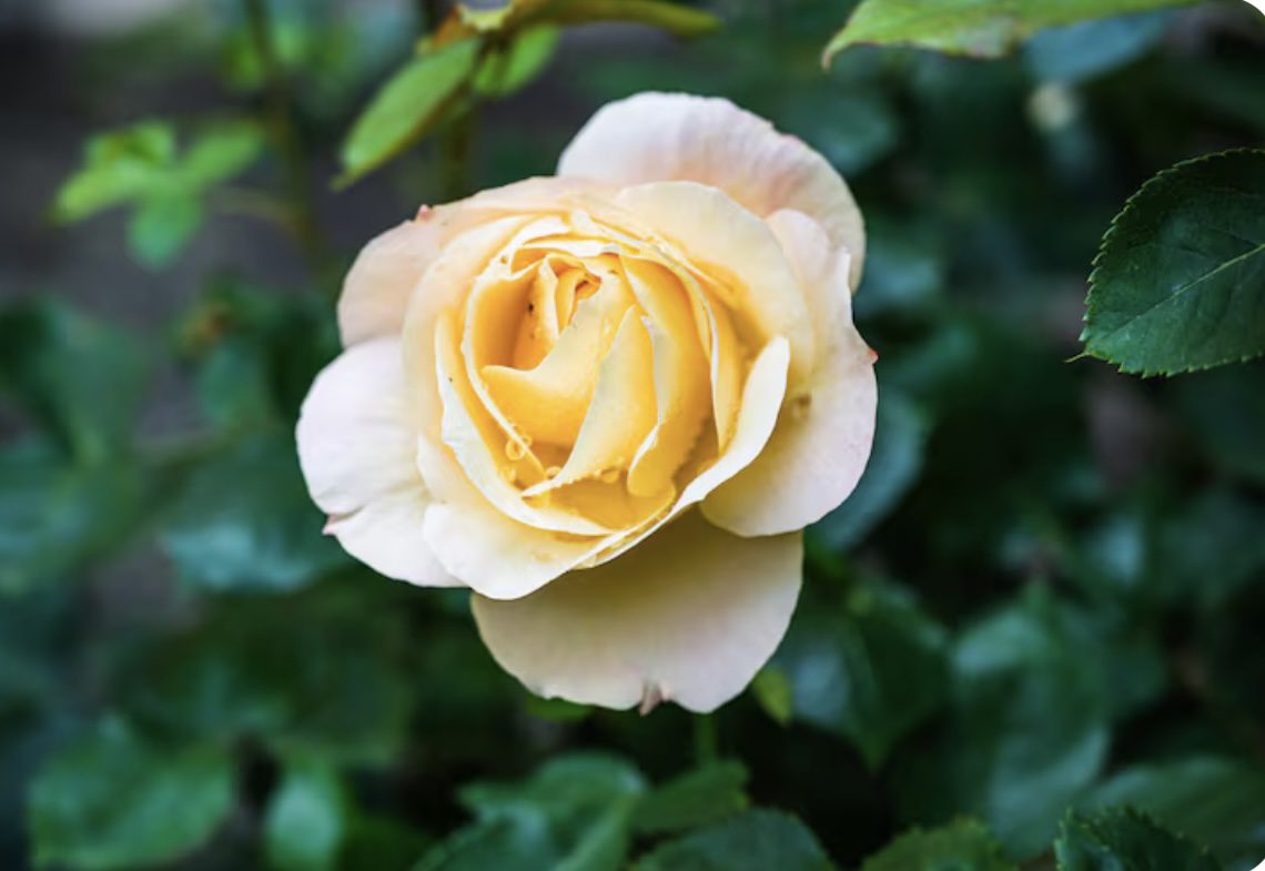 Квітникарі назвали 3 кімнатних квітки, які квітнуть взимку 