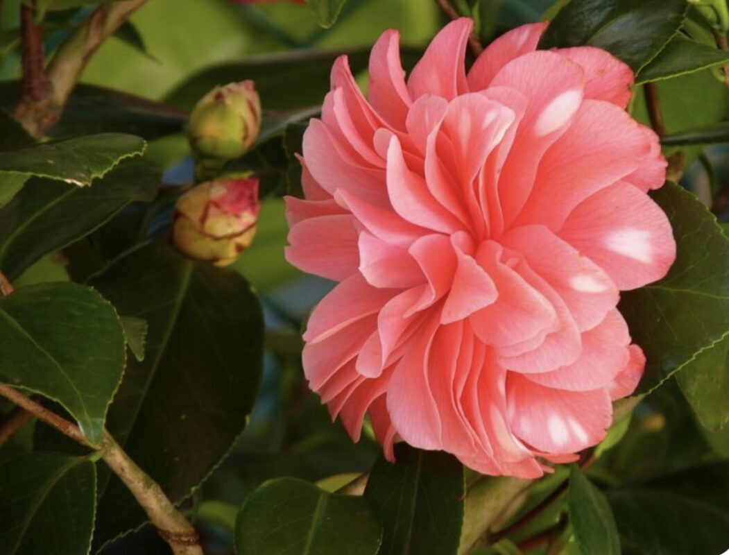 Квітникарі назвали 3 кімнатних квітки, які квітнуть взимку 