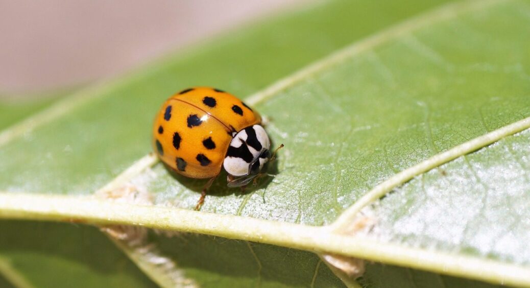 Чому сонечка залітають у житло восени та взимку: що насправді віщує ця народна прикмета 