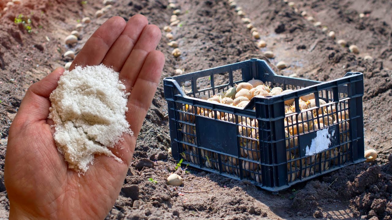 Хитрощі при осінній посадці картоплі