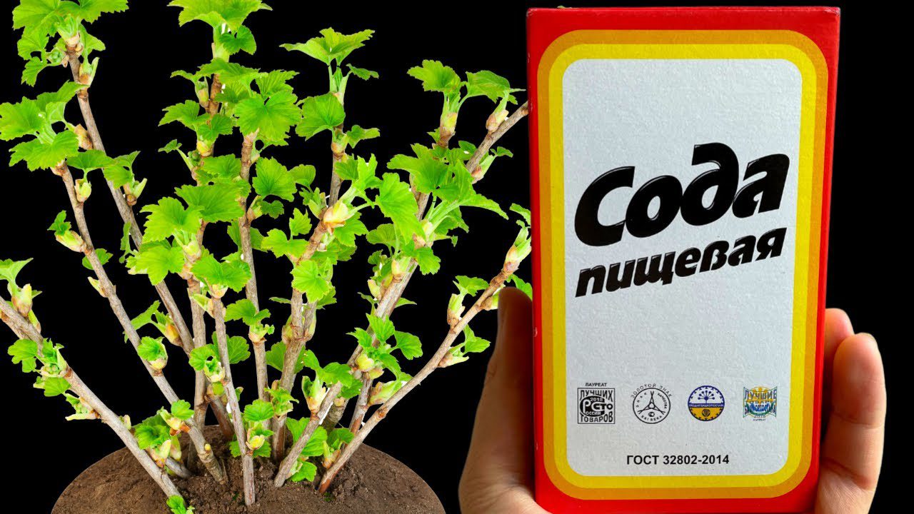 Експерти розповіли, що додати під смородину при осінній обрізці