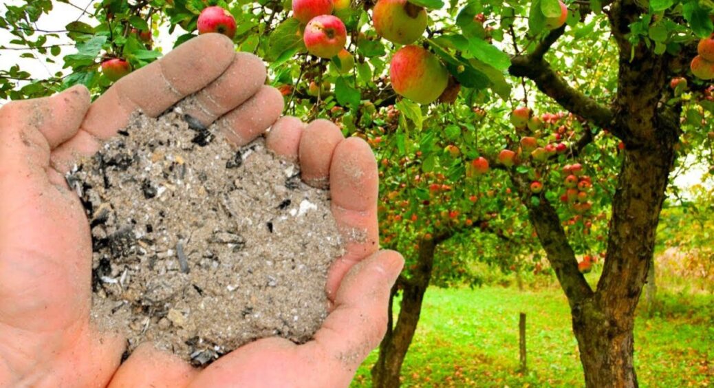 5 відер яблук із дерева — і жодного черв’яка: закарпатський спосіб, якого не знайдеш у книжках 