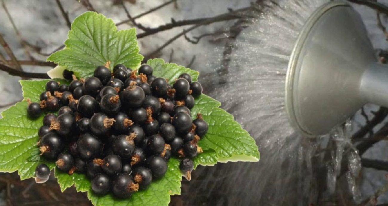 Садівники назвали чудо-добриво для гарного урожаю смородини 