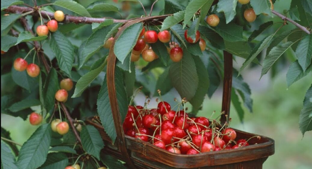 До 15 листопада зробіть це з черешнями — наступного літа урожай потроїться 