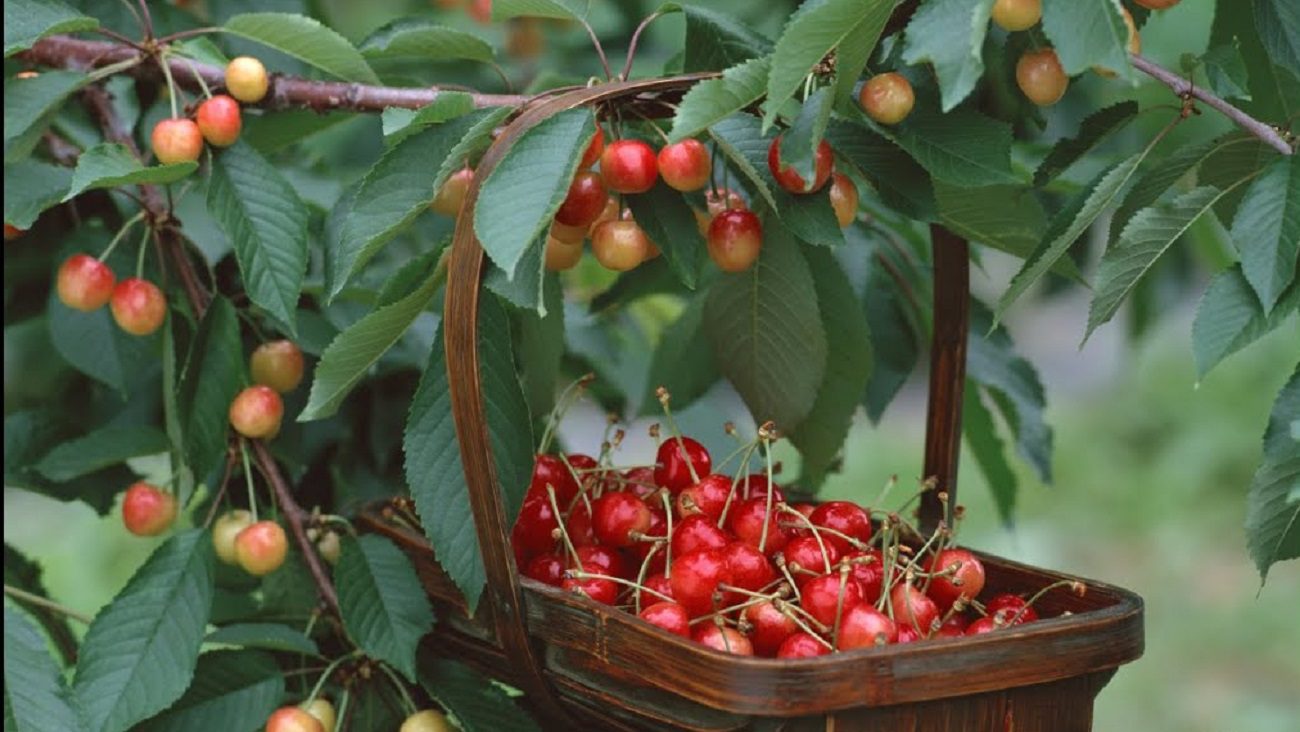 Садівники розповіли, як збільшити врожайність черешні втричі