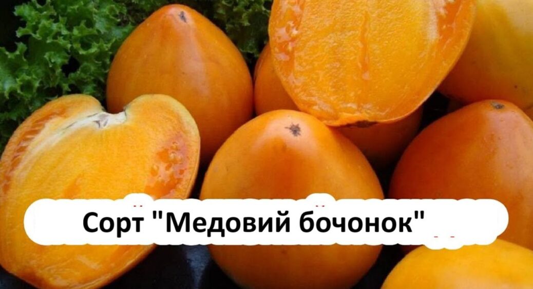 На Закарпатті обирають тільки цей сорт: ранній помідор “Медовий бочонок” дає по 18 кг на кущ 