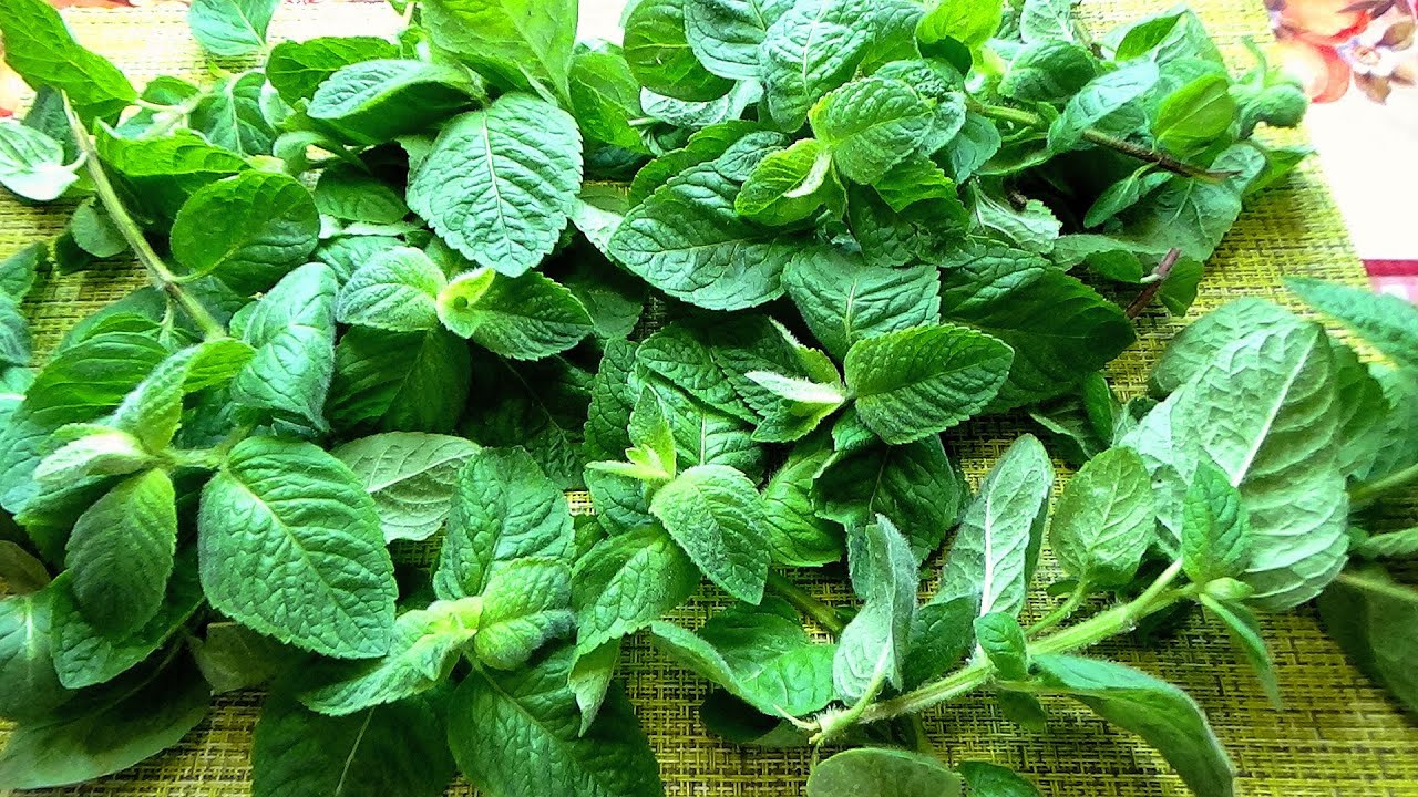 Експерти розповіли, чому не можна висаджувати м'яту на грядках і в саду