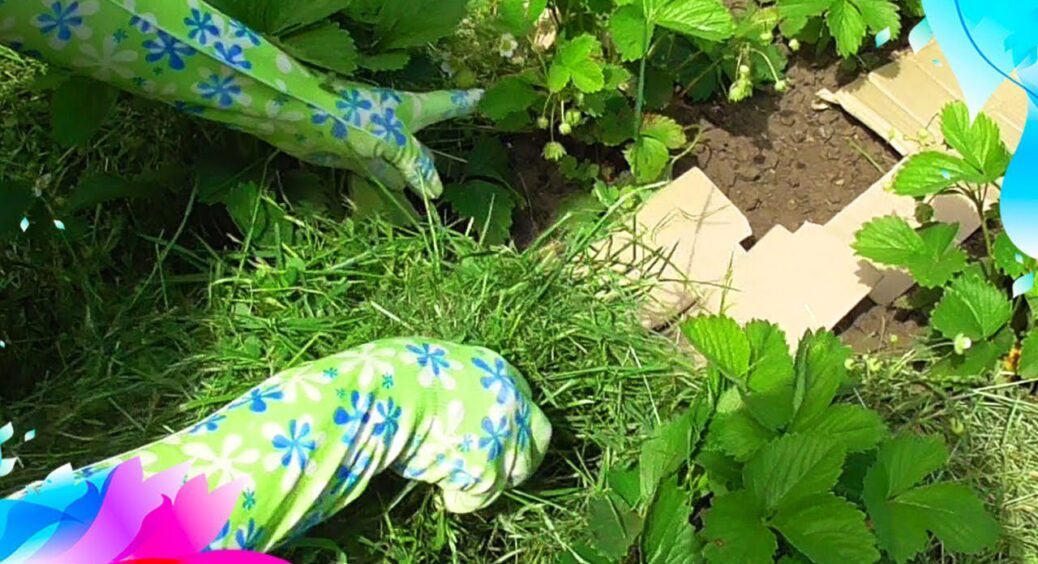 Ось навіщо збираю картон для городу: 5 способів застосування, які дають ВАУ-ефект з року в рік 