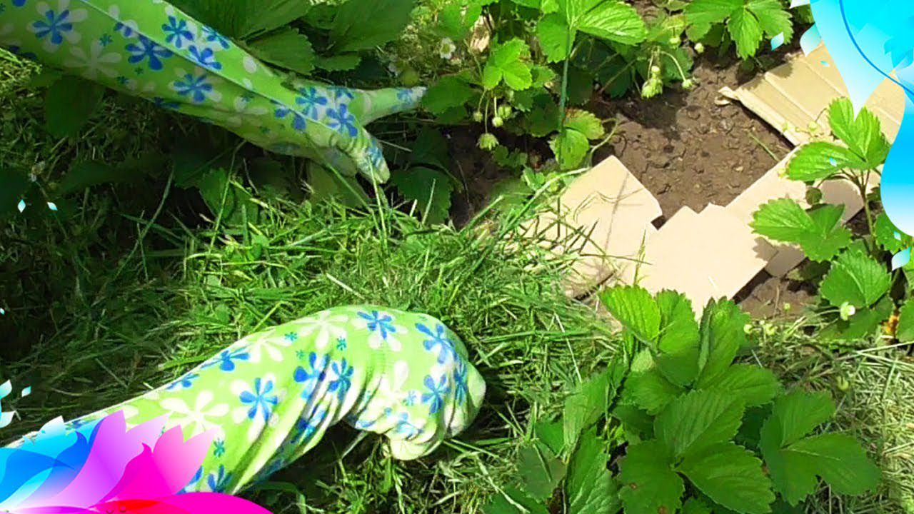 Експерти розповіли, які рослини на ділянці можна легко виростити у тіні Експерти розповіли, які рослини на ділянці можна легко виростити у тіні