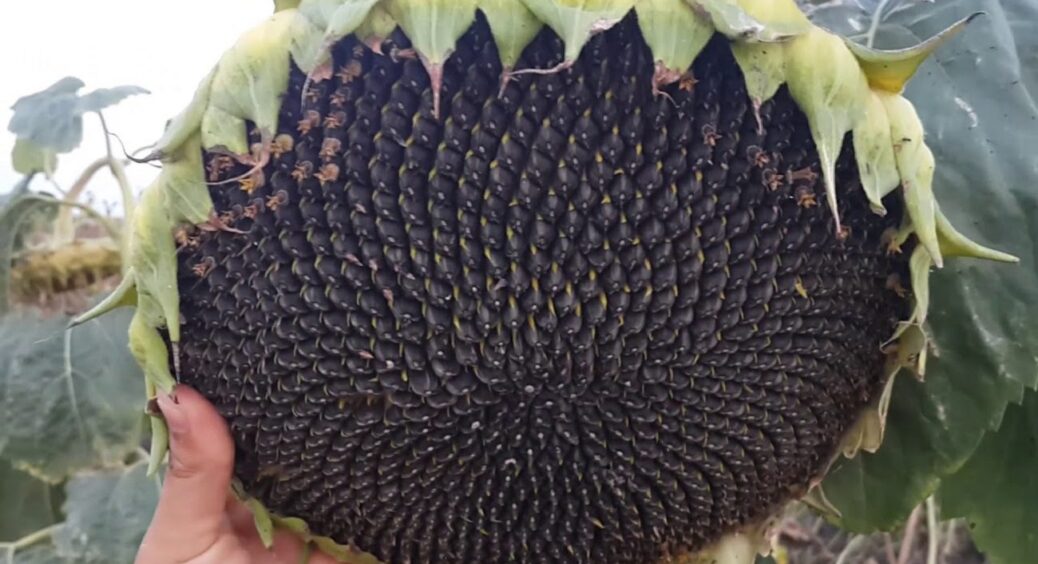 Ми їх для користі, а вони лише шкодять: чому не можна висаджувати соняшник на грядках і в саду 