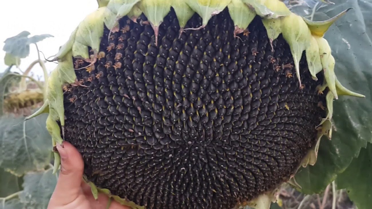 Експерти розповіли, чому не можна садити соняшник на городі і в саду