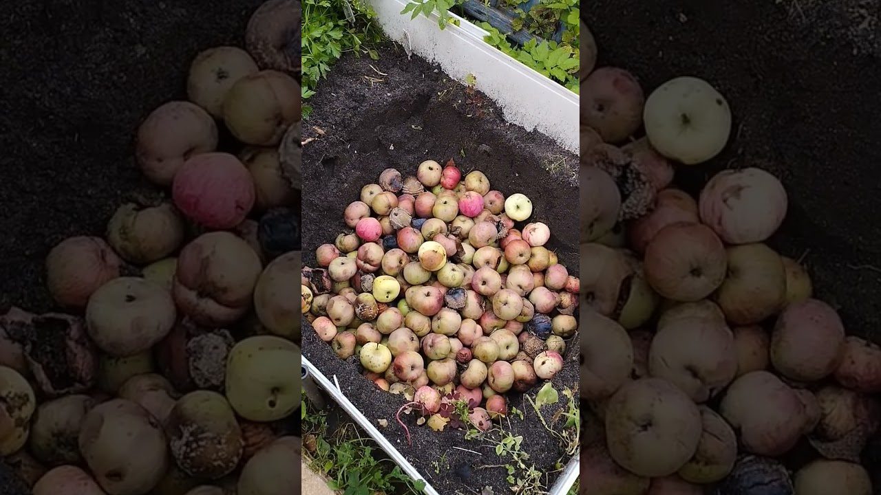 Як зробити цінне добриво з гнилих яблук