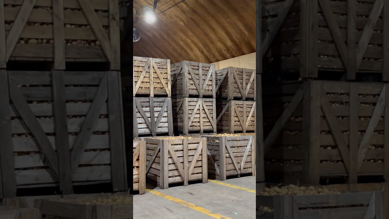 Один лайфхак, який захистить цибулю від гниття взимку