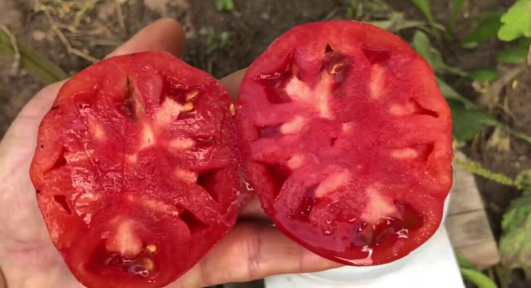 На смак — як мед: цей сорт помідорів став відкриттям літа 2025 — можна зібрати до 20 кг з куща 