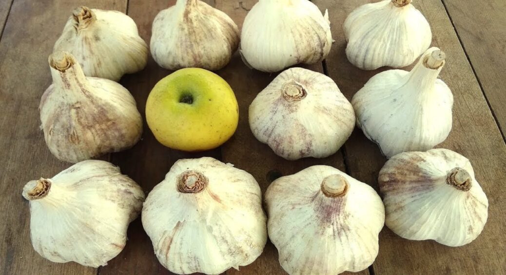 10 “заповідей” посадки пізнього часнику, щоб головки виросли більші за куряче яйце 