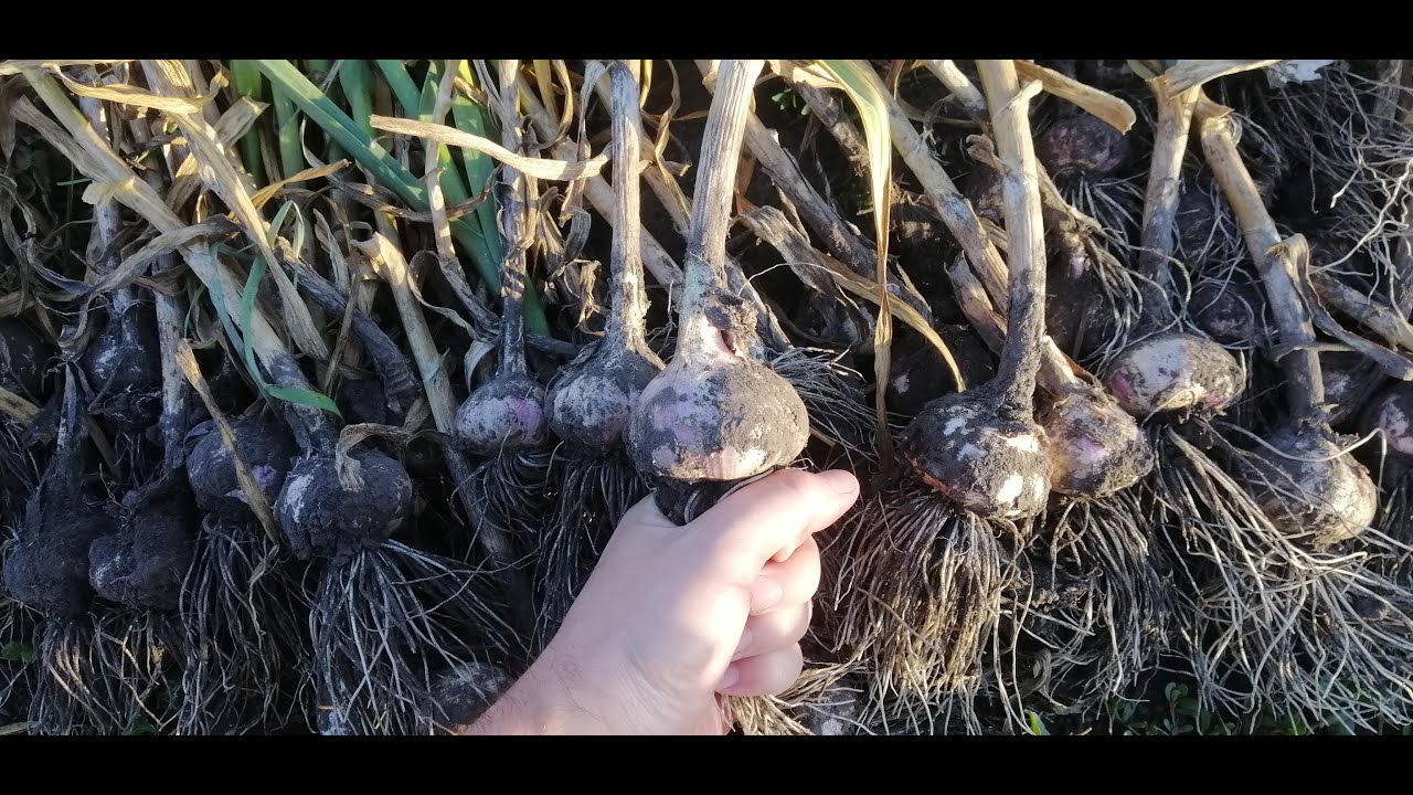 Сорт часнику Харківський фіолетовий