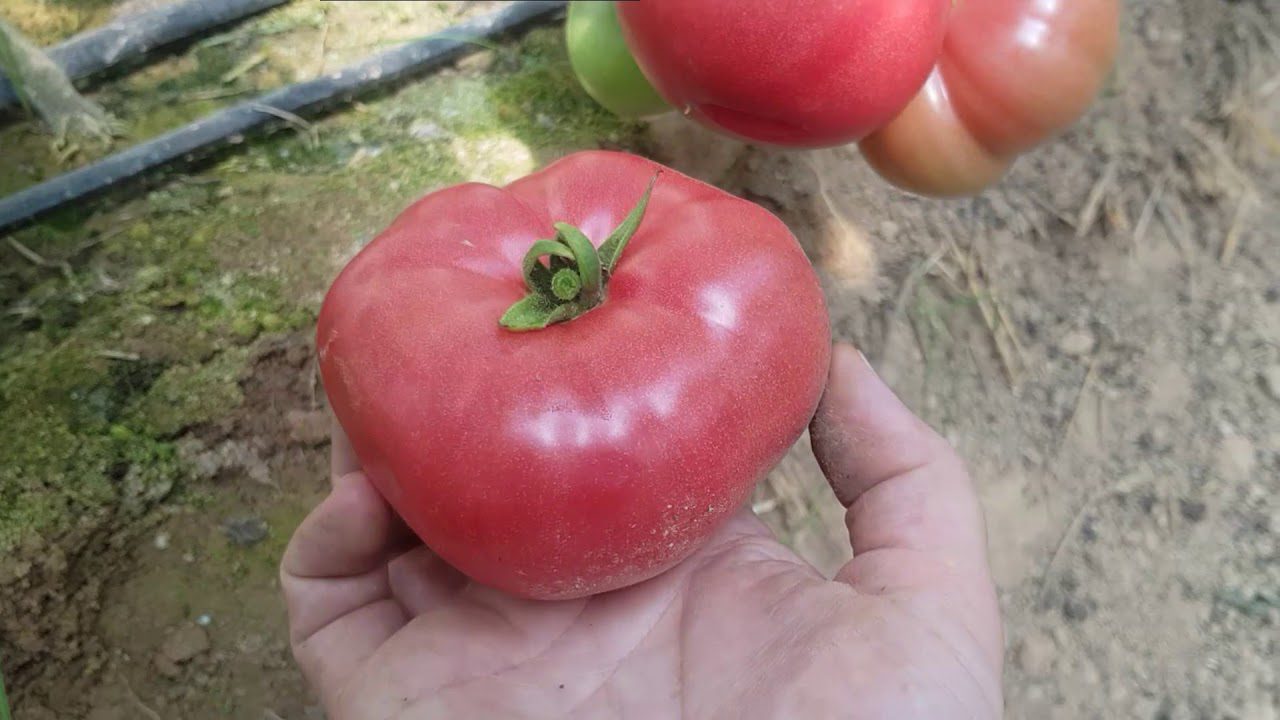 Агрономи назвали унікальний сорт томатів з медовим смаком