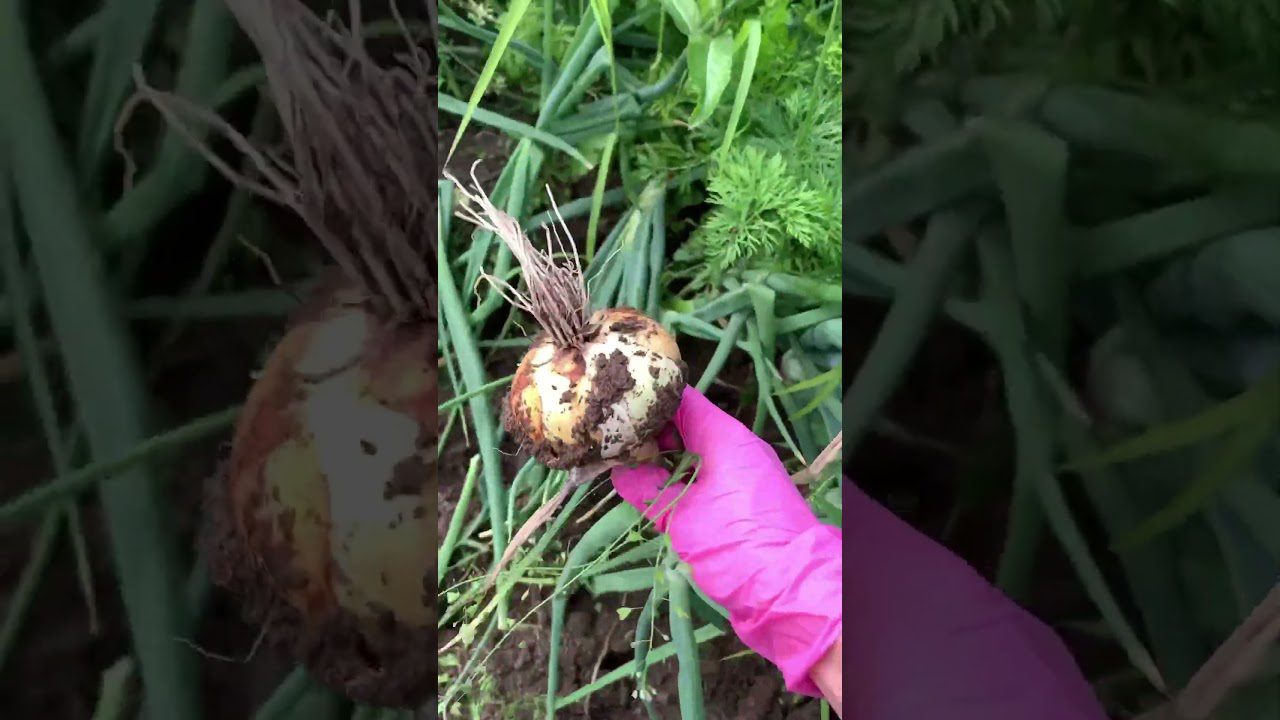 Агрономи розповіли, які добрива не любить ріпчаста цибуля