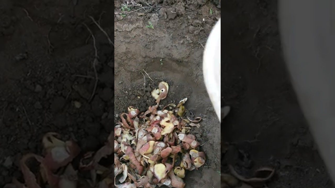 Експерти розповіли, як використовувати картопляне лушпиння з користю для городу