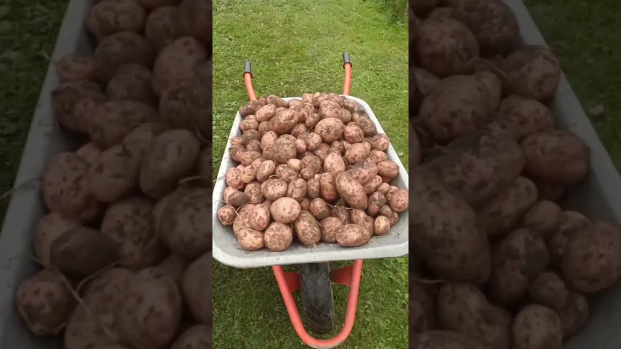 Агрономи назвали сорти картоплі, стійкі до фітофторозу