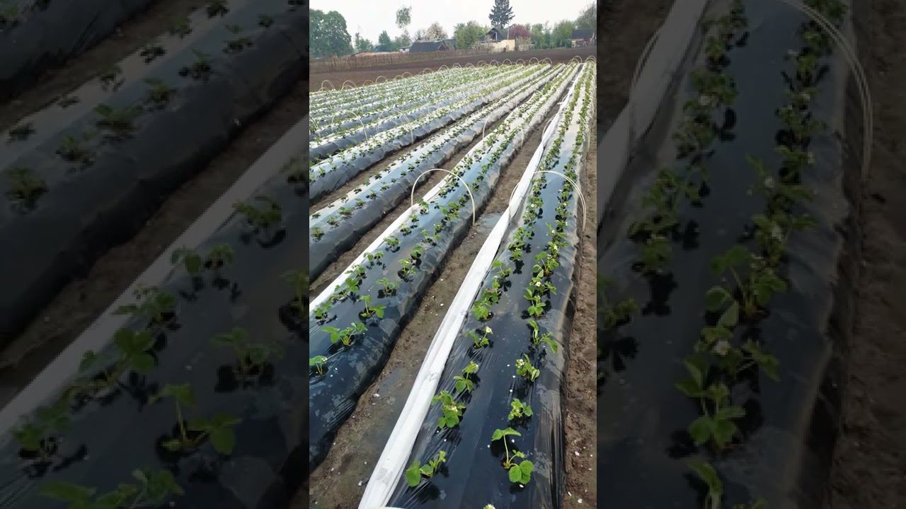 Навіщо застилати полуницю агроволокном