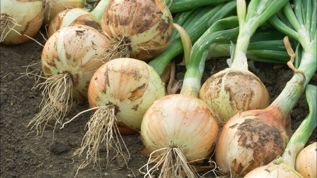  Городники назвали 6 причин, чому озима цибуля дрібна