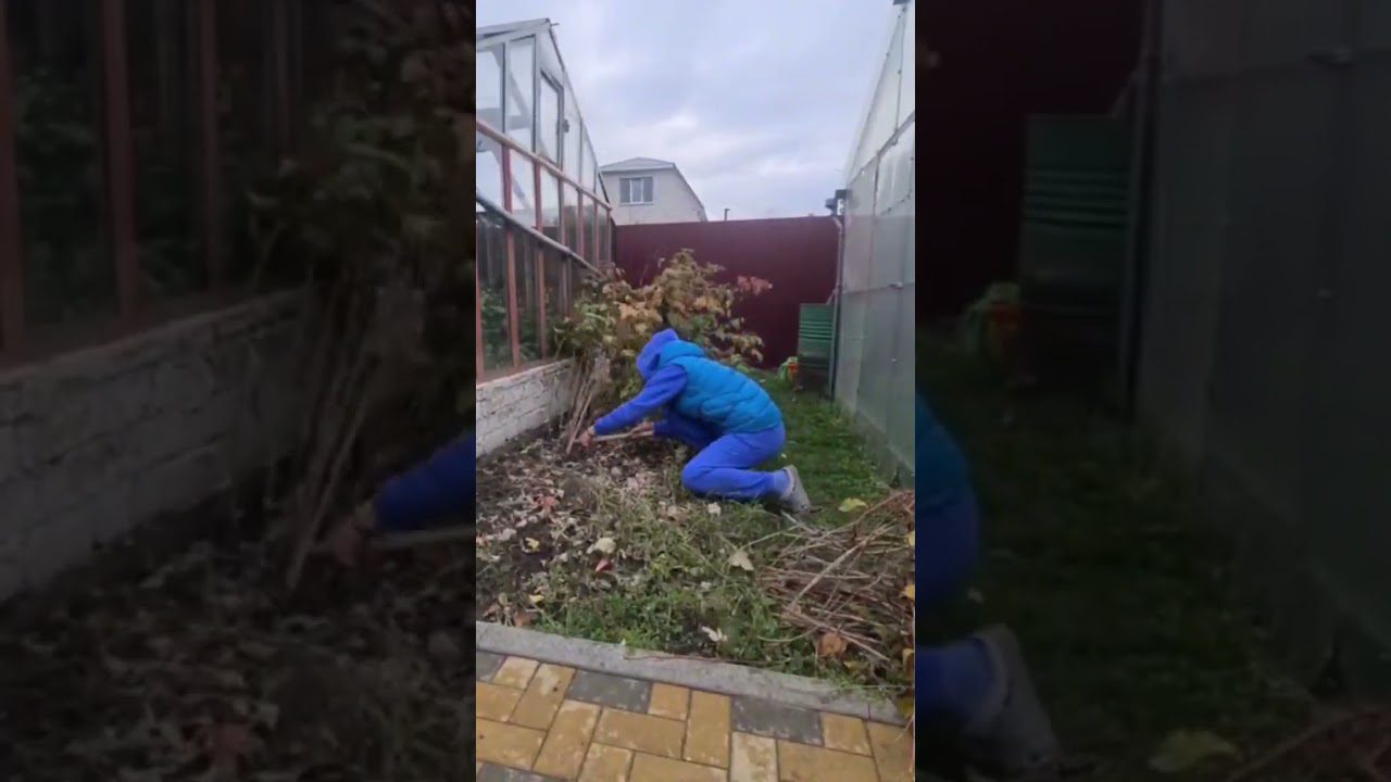 Експерти назвали принципи обрізки малини