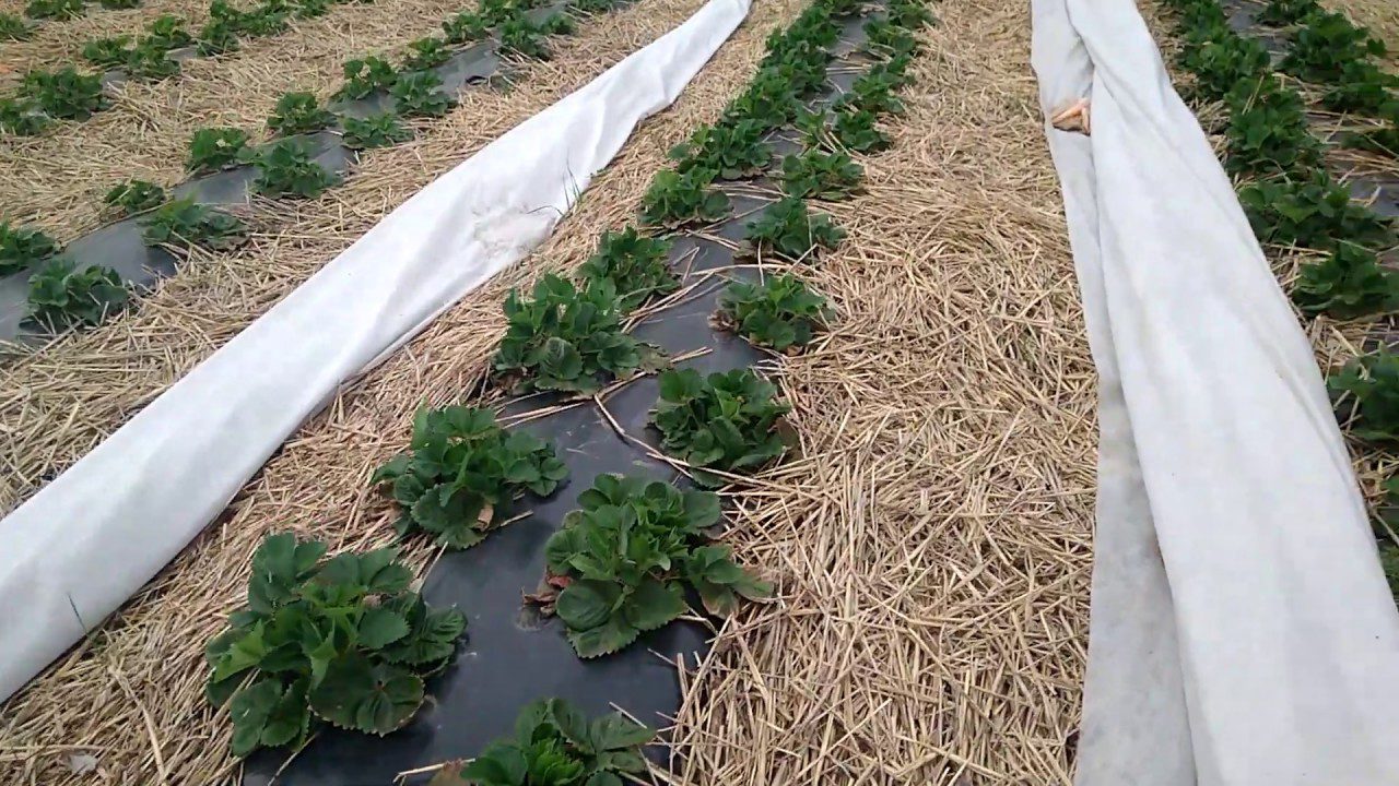 Навіщо застилати полуницю агроволокном