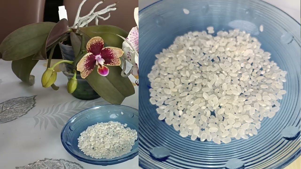 Чим полити орхідею, щоб вона знову заквітла