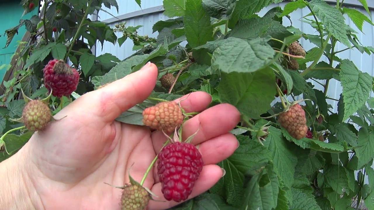 Експерти назвали принципи обрізки малини