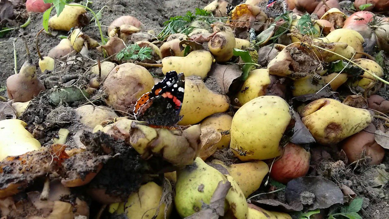 Експерти розповіли, чим обробити груші восени, щоб вони не гнили в наступному році