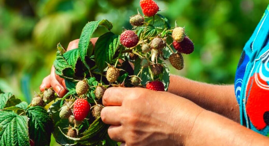 5 секретів про малину: бабуся завжди казала, що без цього ягід не буде. Що потрібно зробити? 