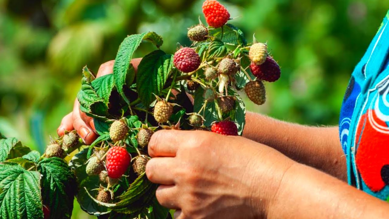 Садівники назвали 5 секретів мега врожаю малини: щороку лише зростає