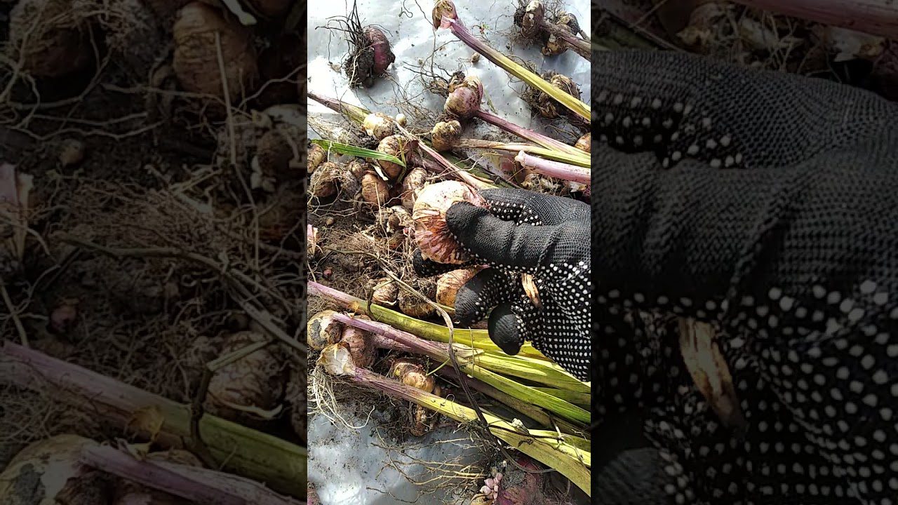 Актуальні питання про гладіолуси