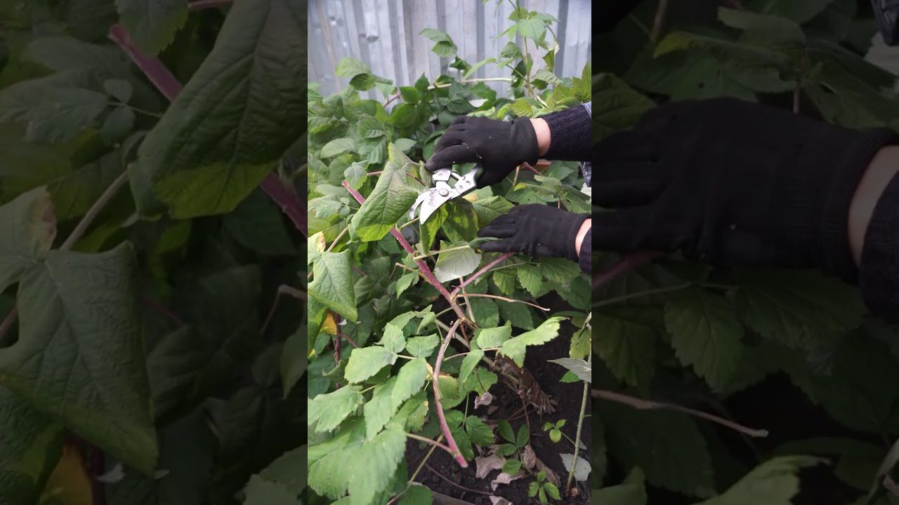 Експерти назвали принципи обрізки малини