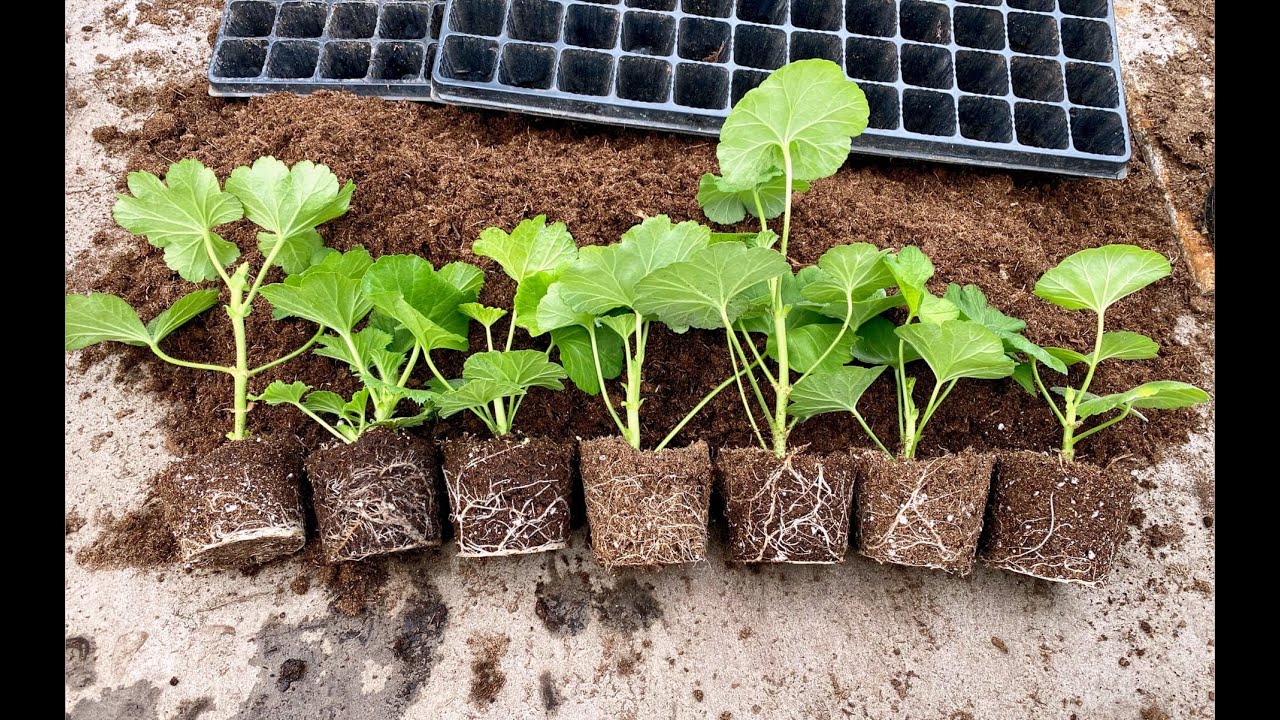 Квітникарі розповіли, як розмножити герань