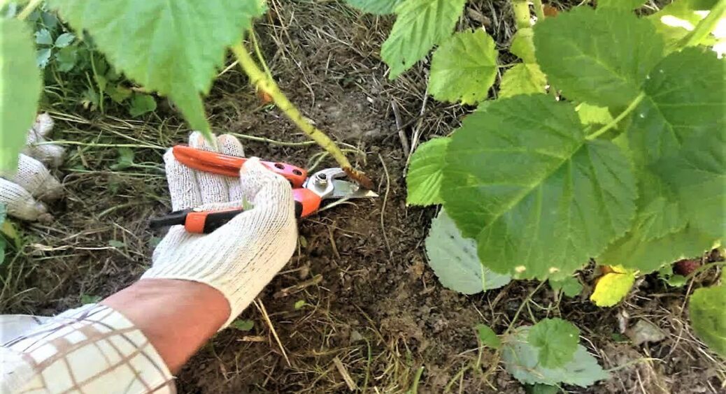 Обрізаю малину на Київщині за цими 2 принципами: завжди маю ідеальні крупні ягоди одна до одної 