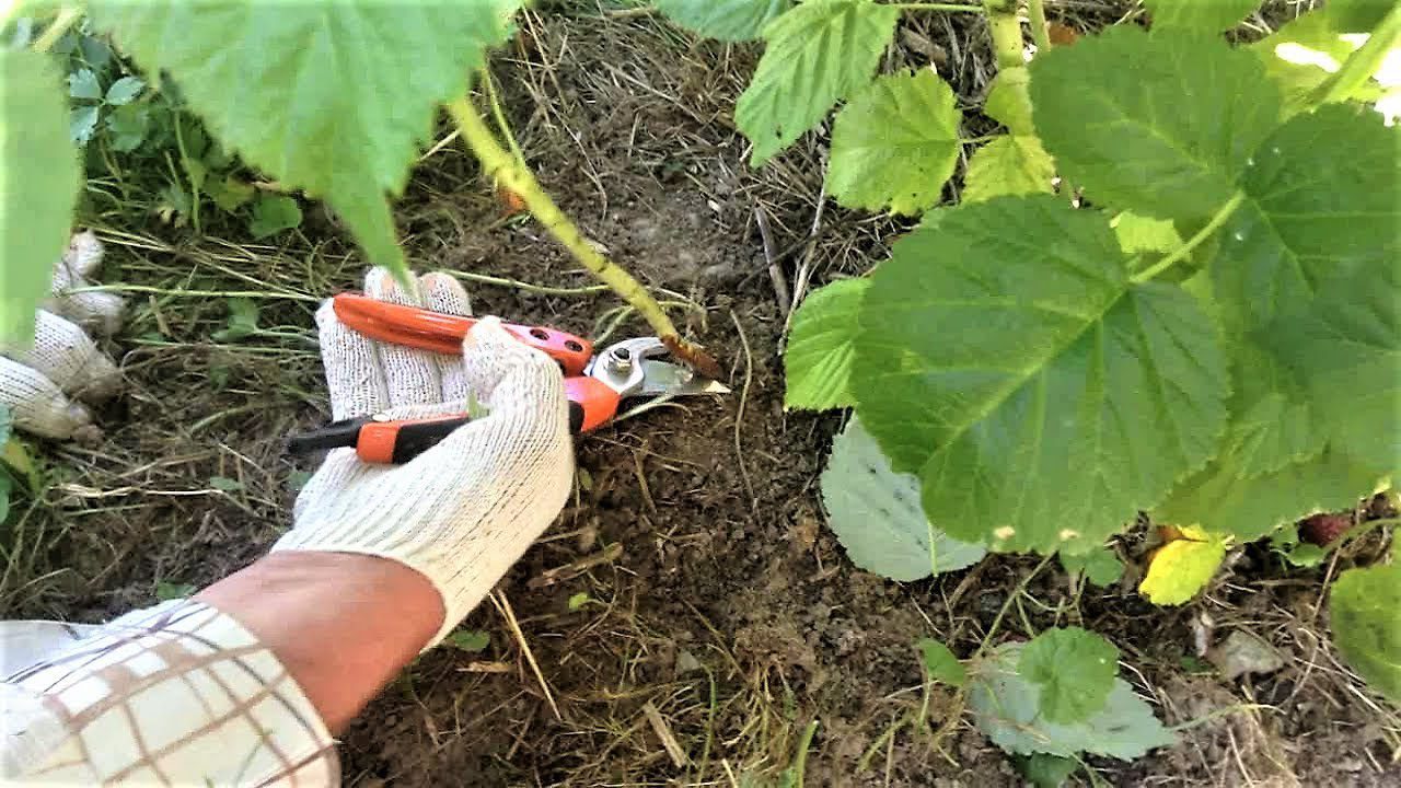 Головні принципи осінньої обрізки малини