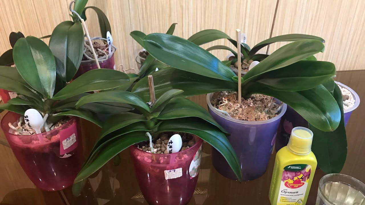 Чим полити орхідею, щоб вона знову заквітла